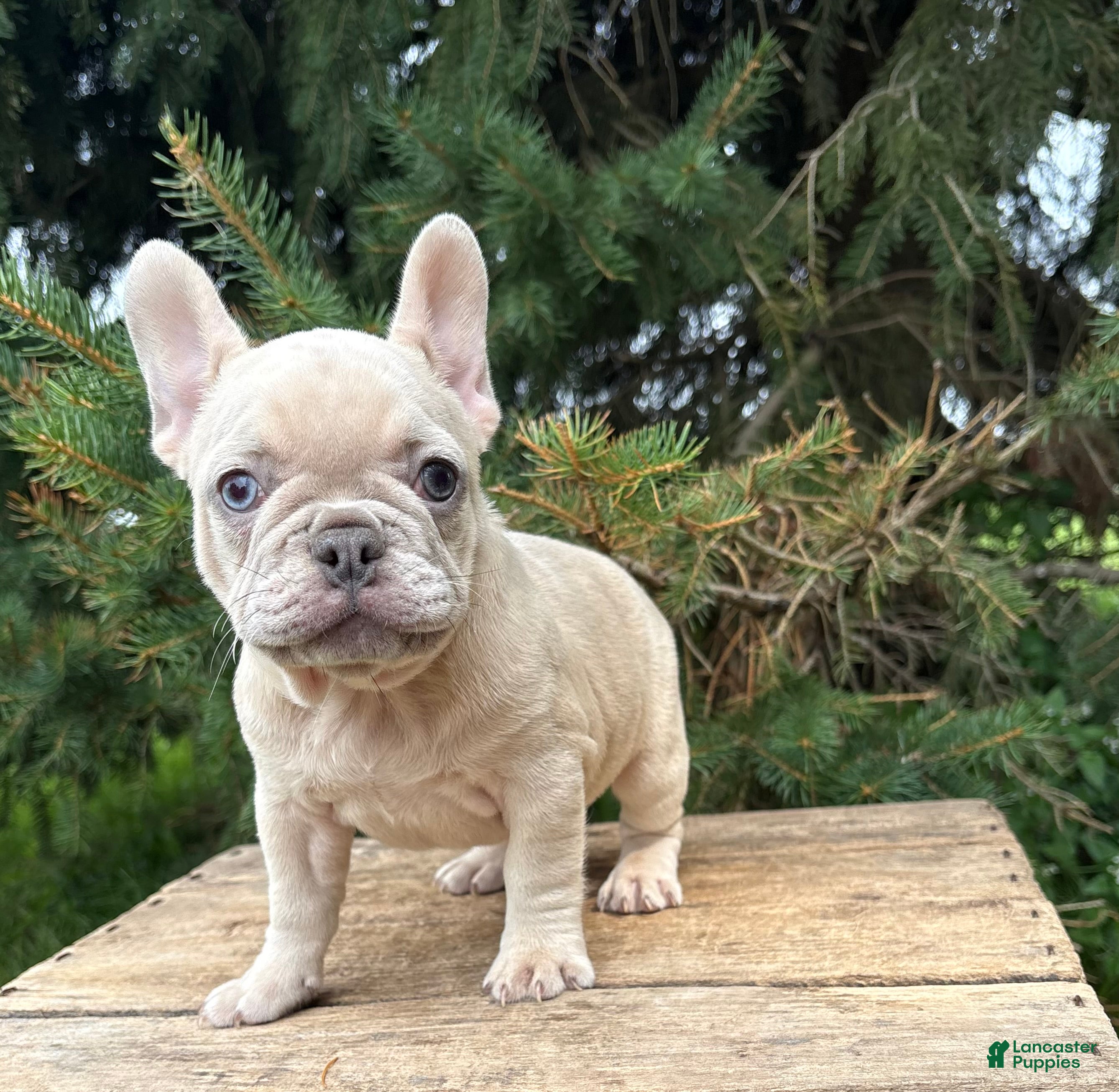 French Bulldog dogs Clementine - Ad 2