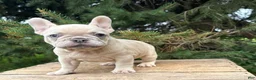 French Bulldog dogs for sale: Clementine - Ad 2