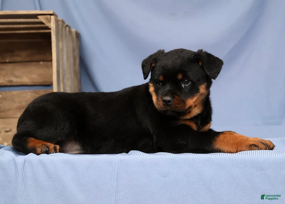 Rottweiler dogs for sale: Lilly - Ad 7