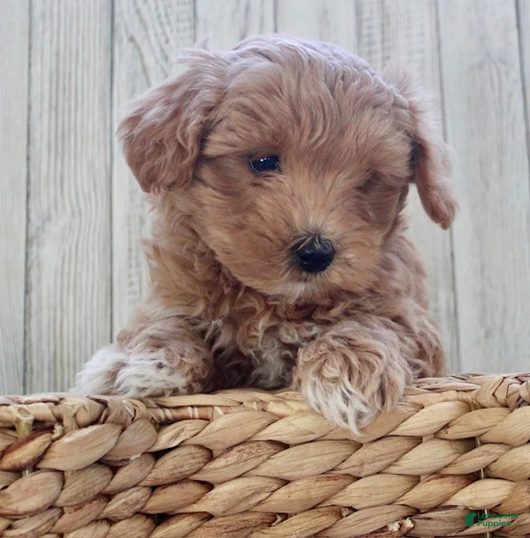 Maltipoo dogs for sale: Snickers - Ad 3