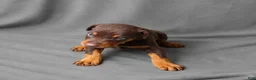 Doberman Pinscher dogs for sale: Merlot - Ad 2