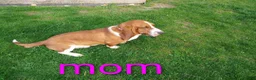 Mixed Breed dogs for sale: Lilly - Ad 11