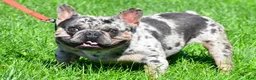 French Bulldog dogs for sale: Bennett - Ad 11
