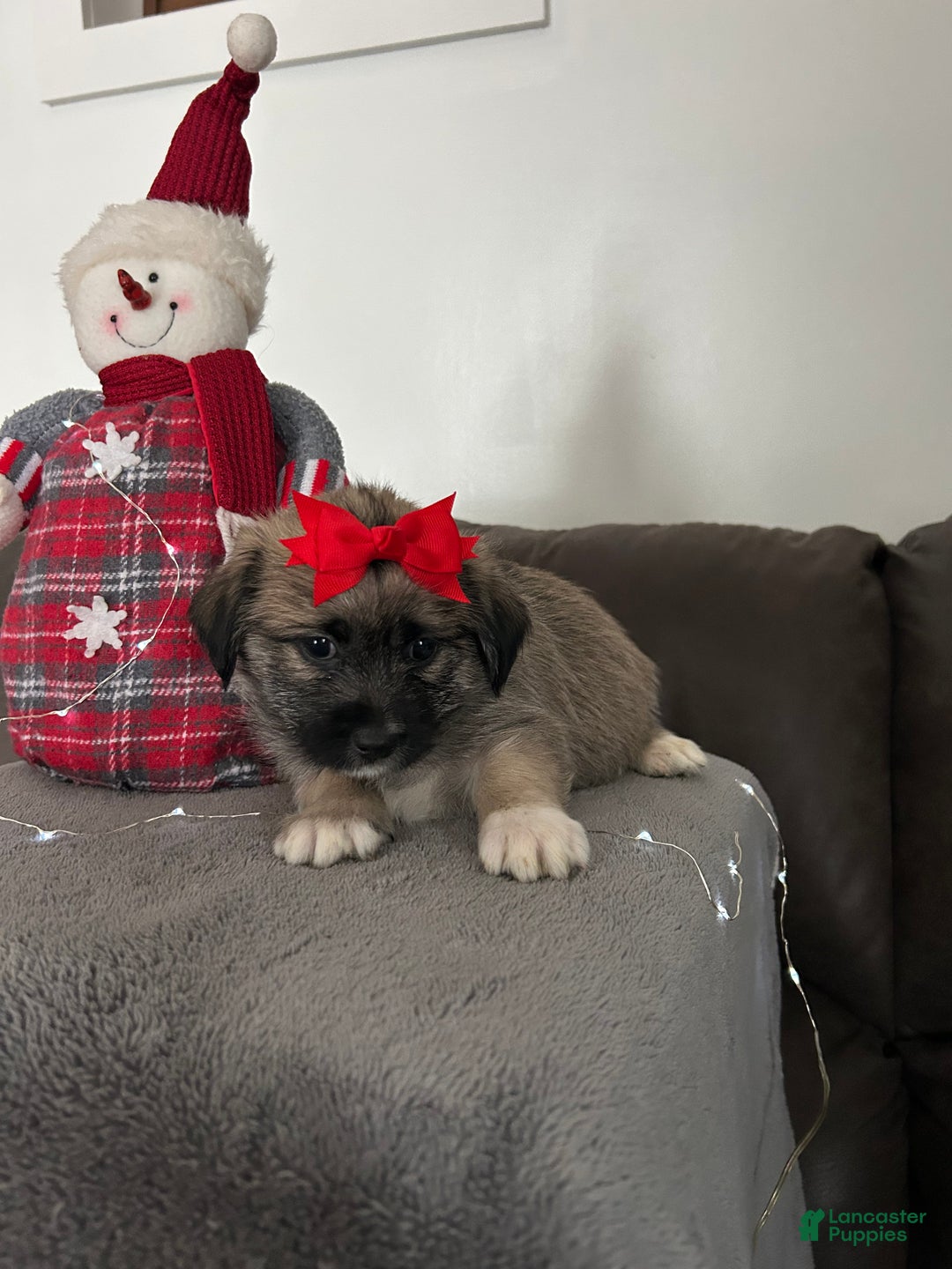 Mixed Breed dogs for sale: Noel - Ad 2