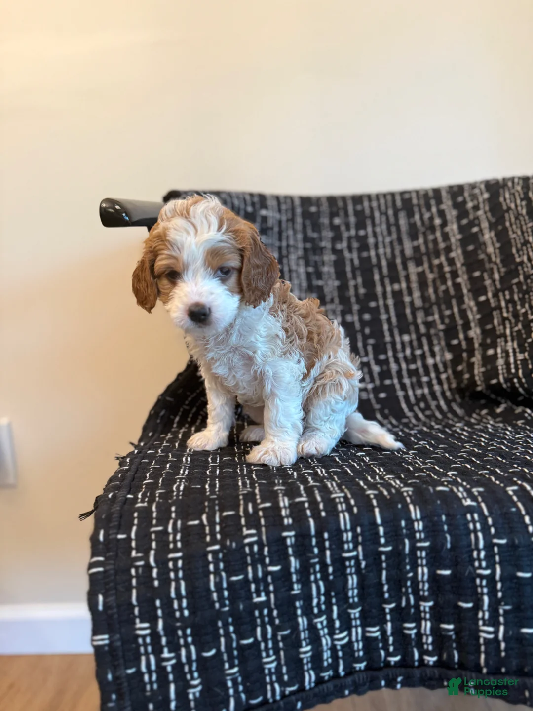Cavapoo dogs for sale: Cameron  - Ad 1
