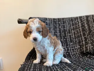 Cavapoo dogs Cameron - Ad 24