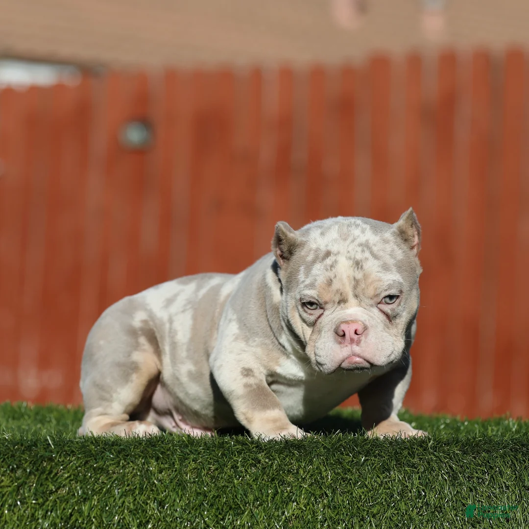 American Bully dogs for sale: American Bully Puppy 1 - Ad 2