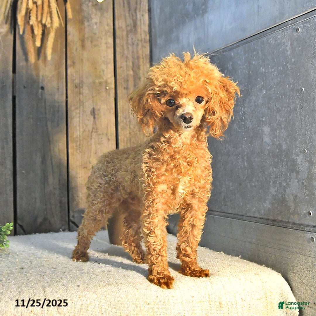 Toy Poodle dogs for sale: Liam EXTRA SMALL - Ad 6