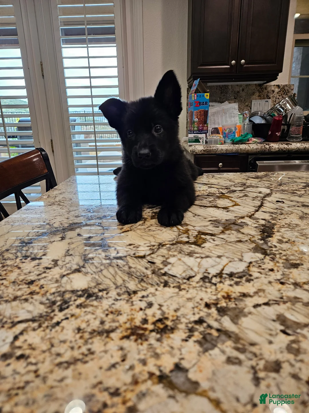 German Shepherd dogs for sale: German Shepherd Puppy 2 - Ad 1