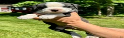 American Bulldog dogs for sale: Male 2 - Ad 1