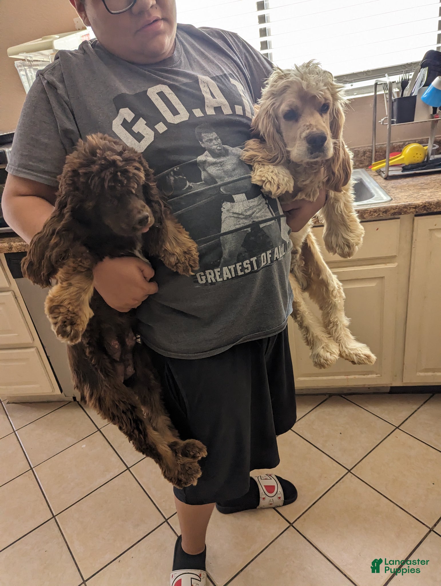 Cocker Spaniel dogs Cocker Spaniel Puppy 1 - Ad 6