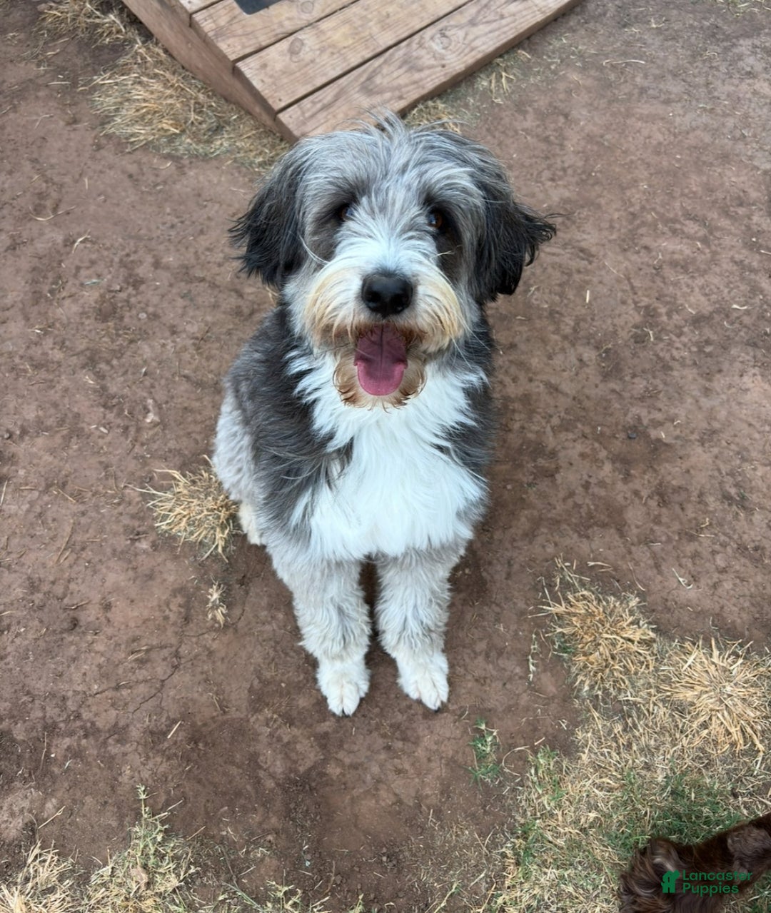 Mixed Breed dogs for sale: female # 3 English Shepherd Doodle - Ad 12