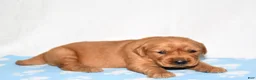 Golden Retriever dogs for sale: Aspy - Ad 3