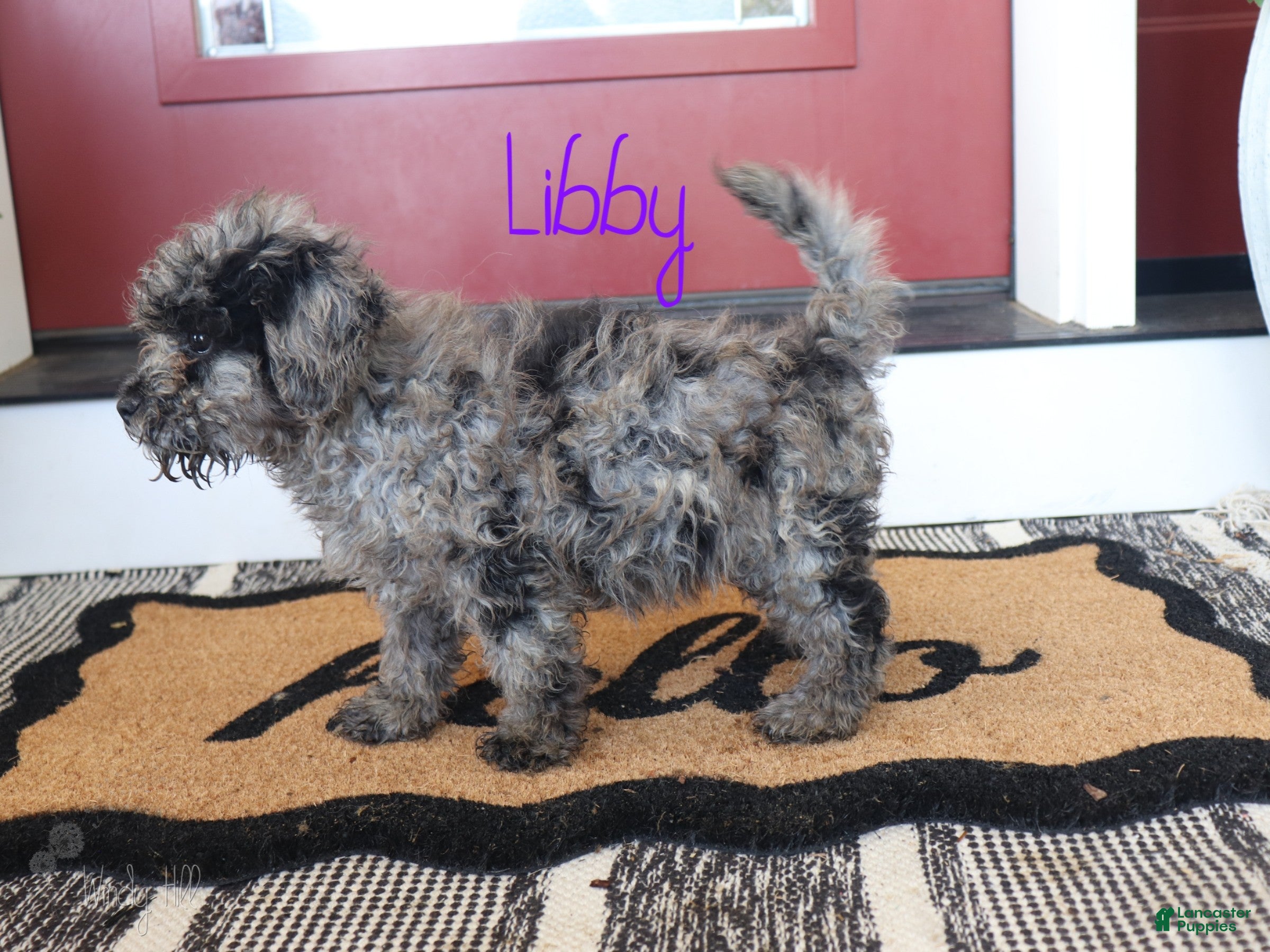 Mixed Breed dogs Libby - Ad 2