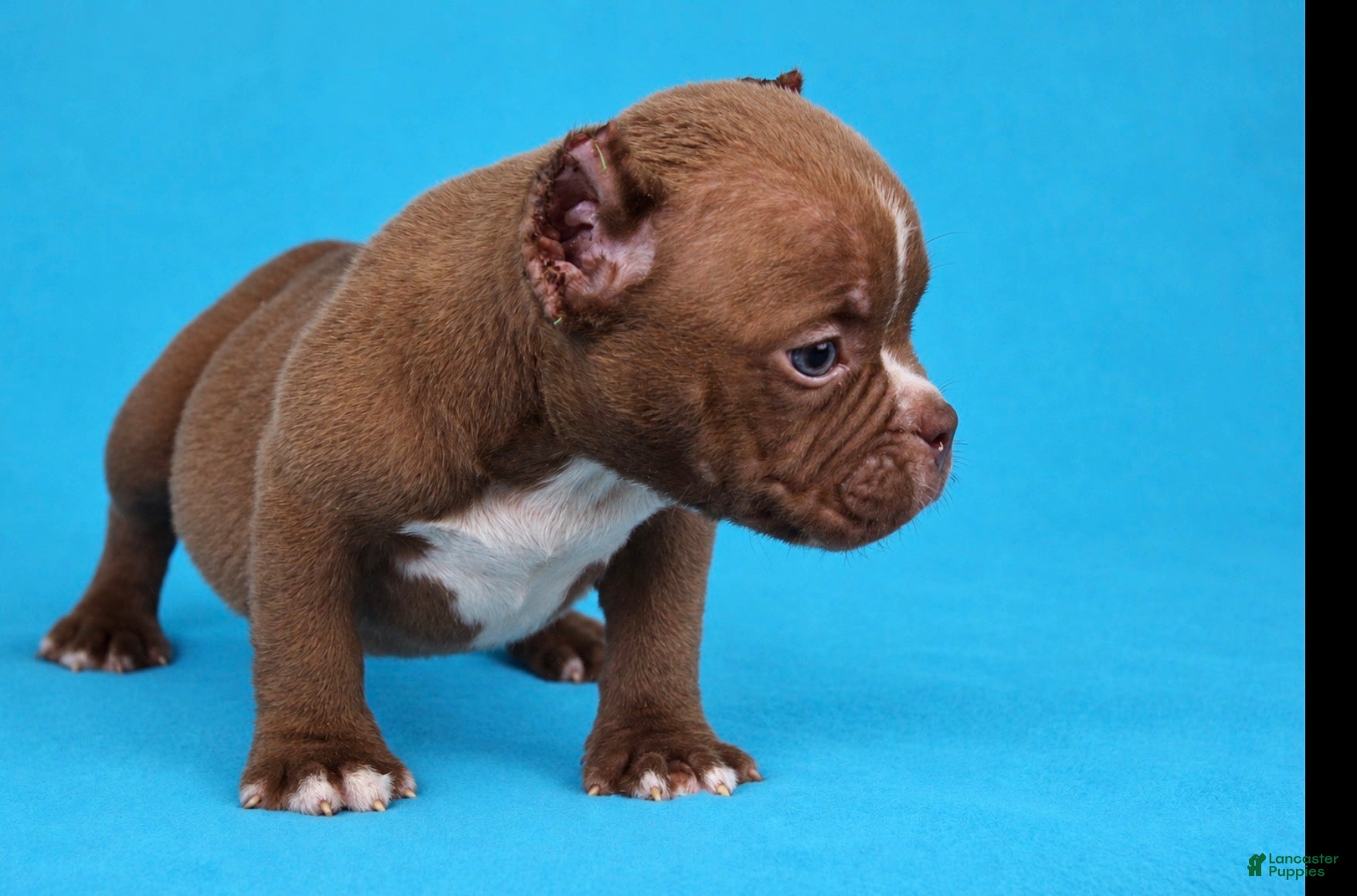 American Bully dogs Chocolate Male  - Ad 2