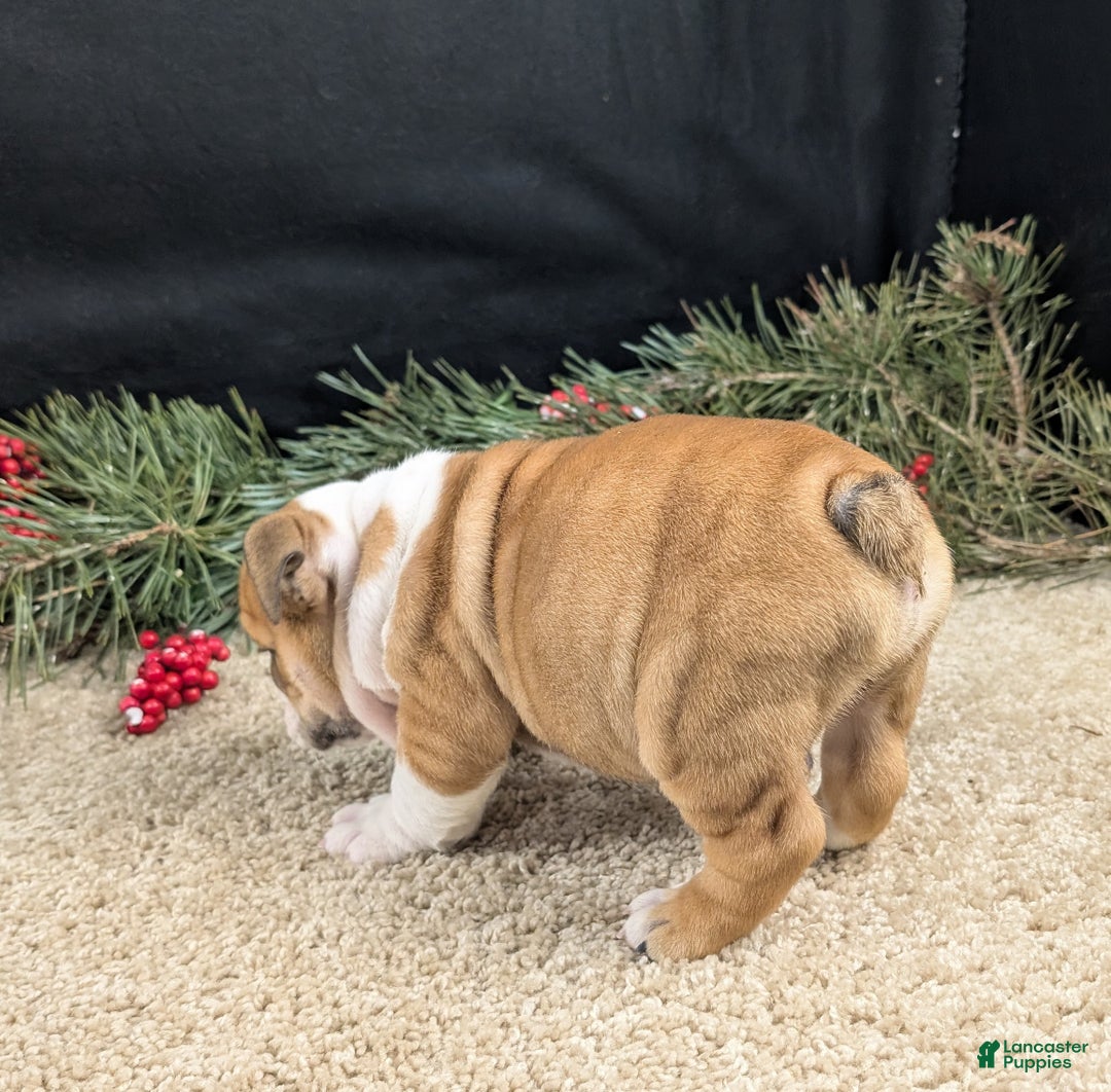 English Bulldog dogs for sale: BJ - Ad 4