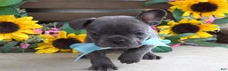 French Bulldog dogs for sale: Louie - Ad 9