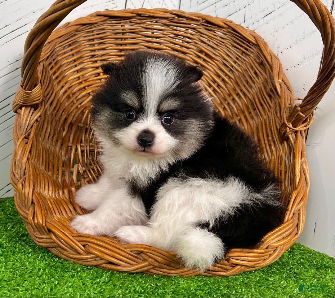 Pomeranian dogs for sale: Tucker - Ad 5