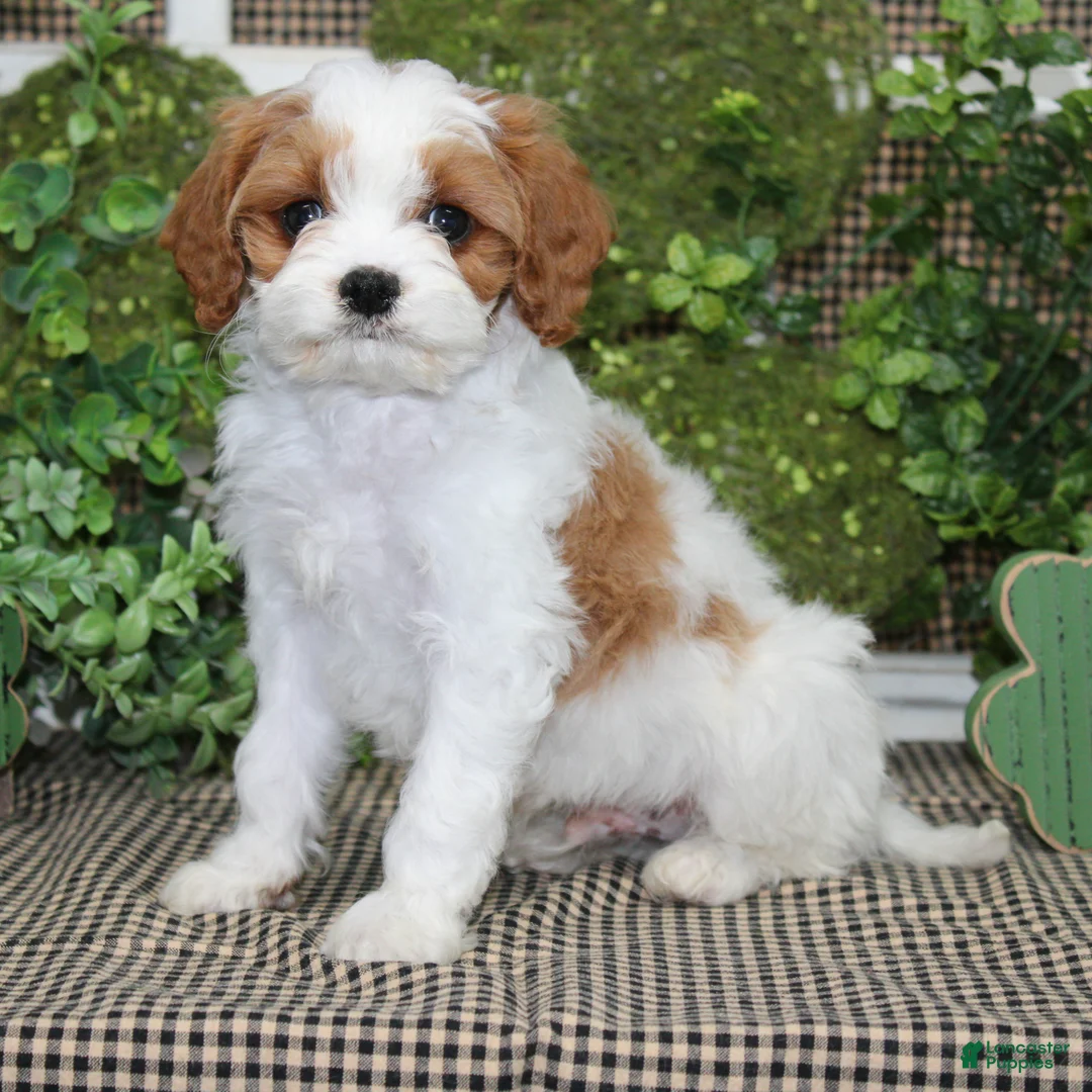 Cavapoo dogs for sale: Archie - Ad 2
