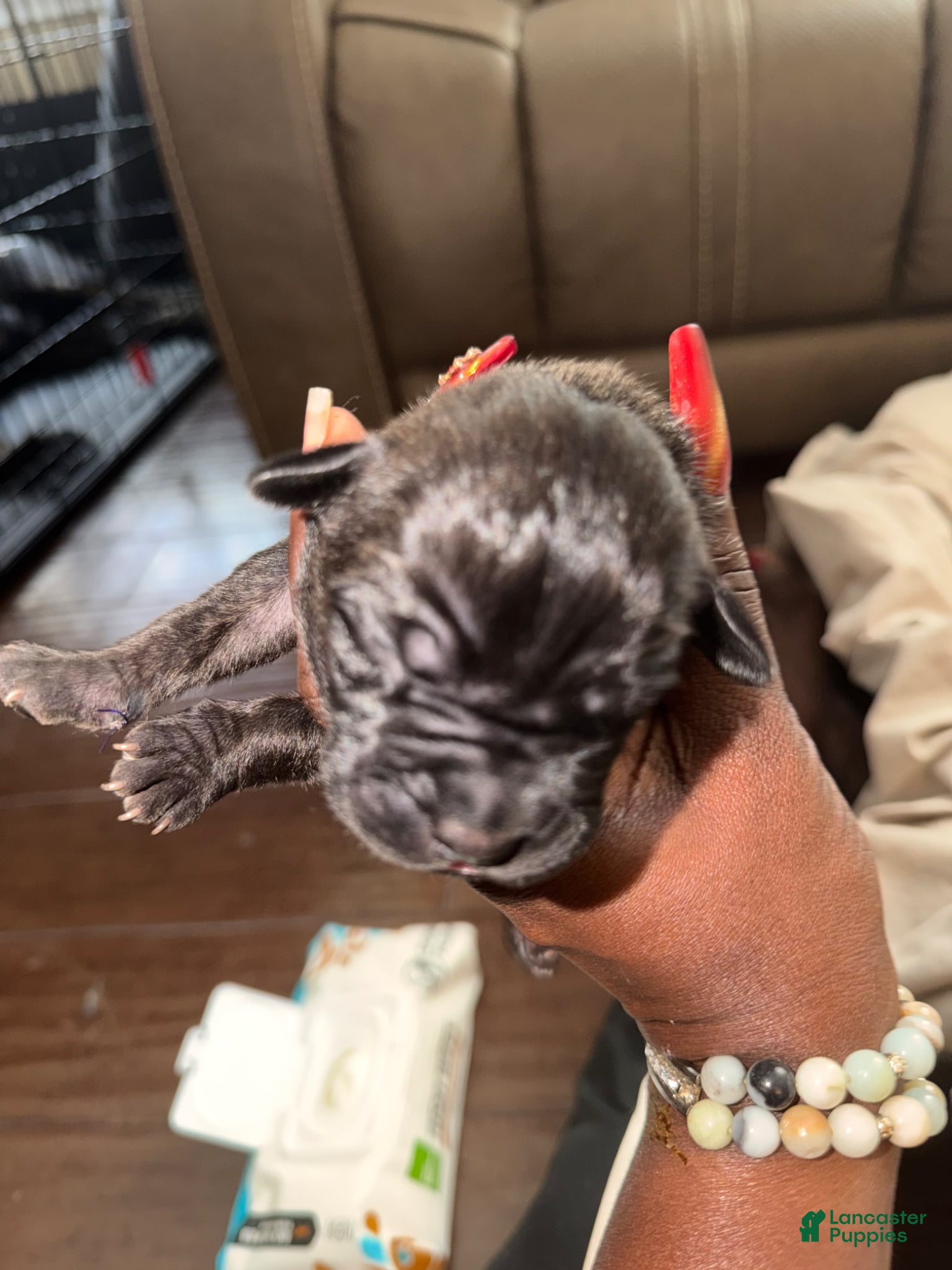 Cane Corso dogs Cane Corso Puppy 3 - Ad 4
