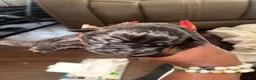 Cane Corso dogs for sale: Cane Corso Puppy 3 - Ad 1
