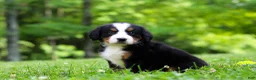 Bernese Mountain Dog dogs for sale: Amber - Ad 5