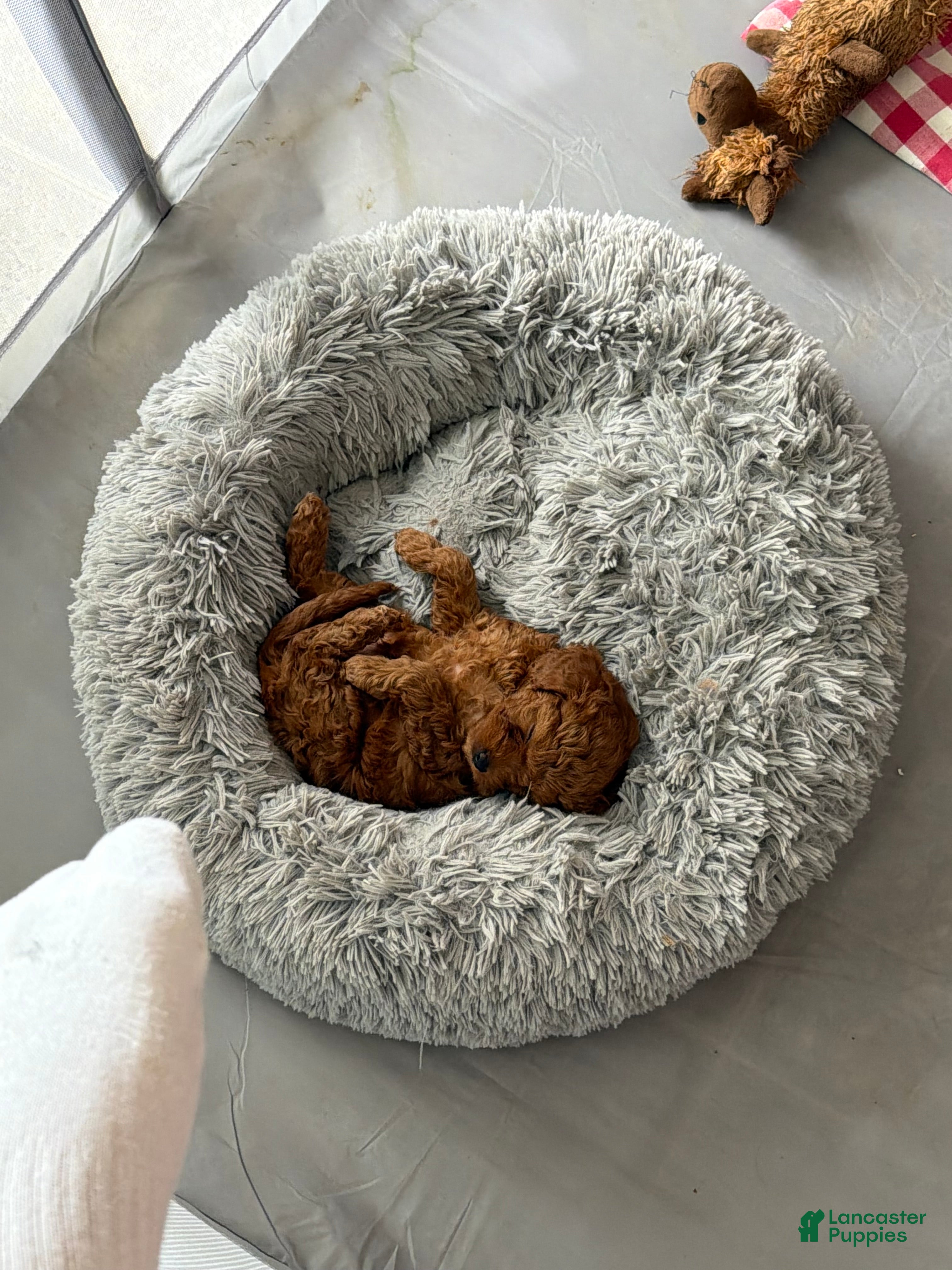 Cavapoo dogs Cavapoo Puppy 1 - Ad 1