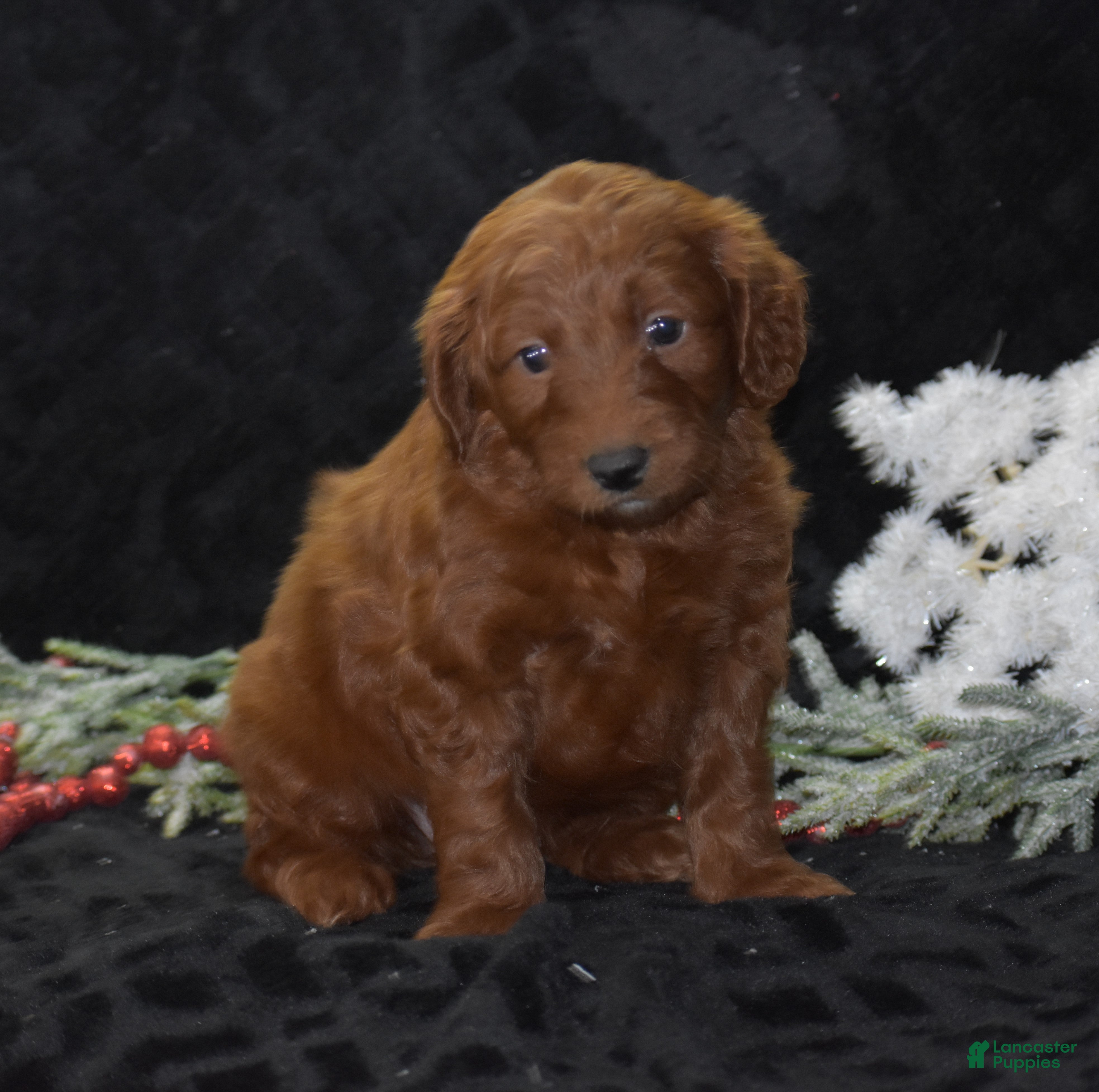 Mini Goldendoodle dogs Glory - Ad 4