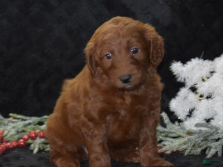 Mini Goldendoodle dogs Glory - Ad 27