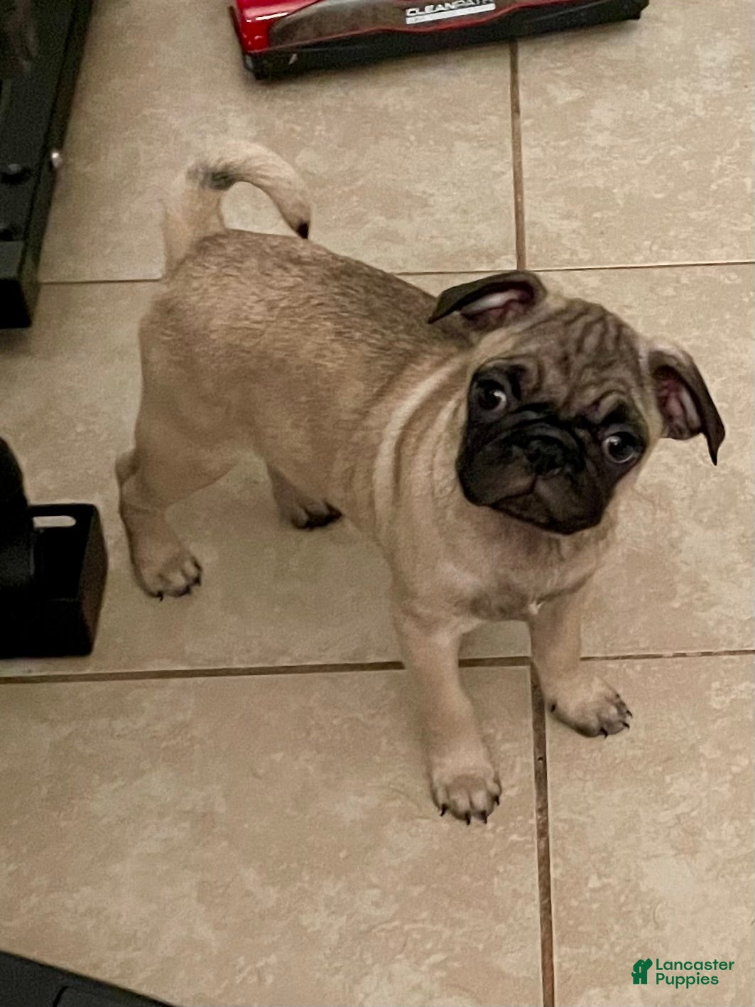 Fawn and white Pug Puppies for sale Lancaster Puppies