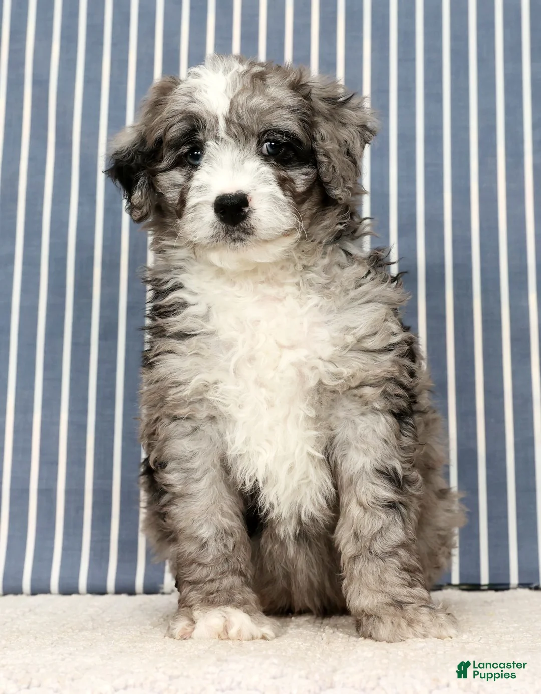 Mini Bernedoodle dogs for sale: Tate - Ad 4