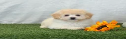Bichpoo dogs for sale: Kira - Ad 7