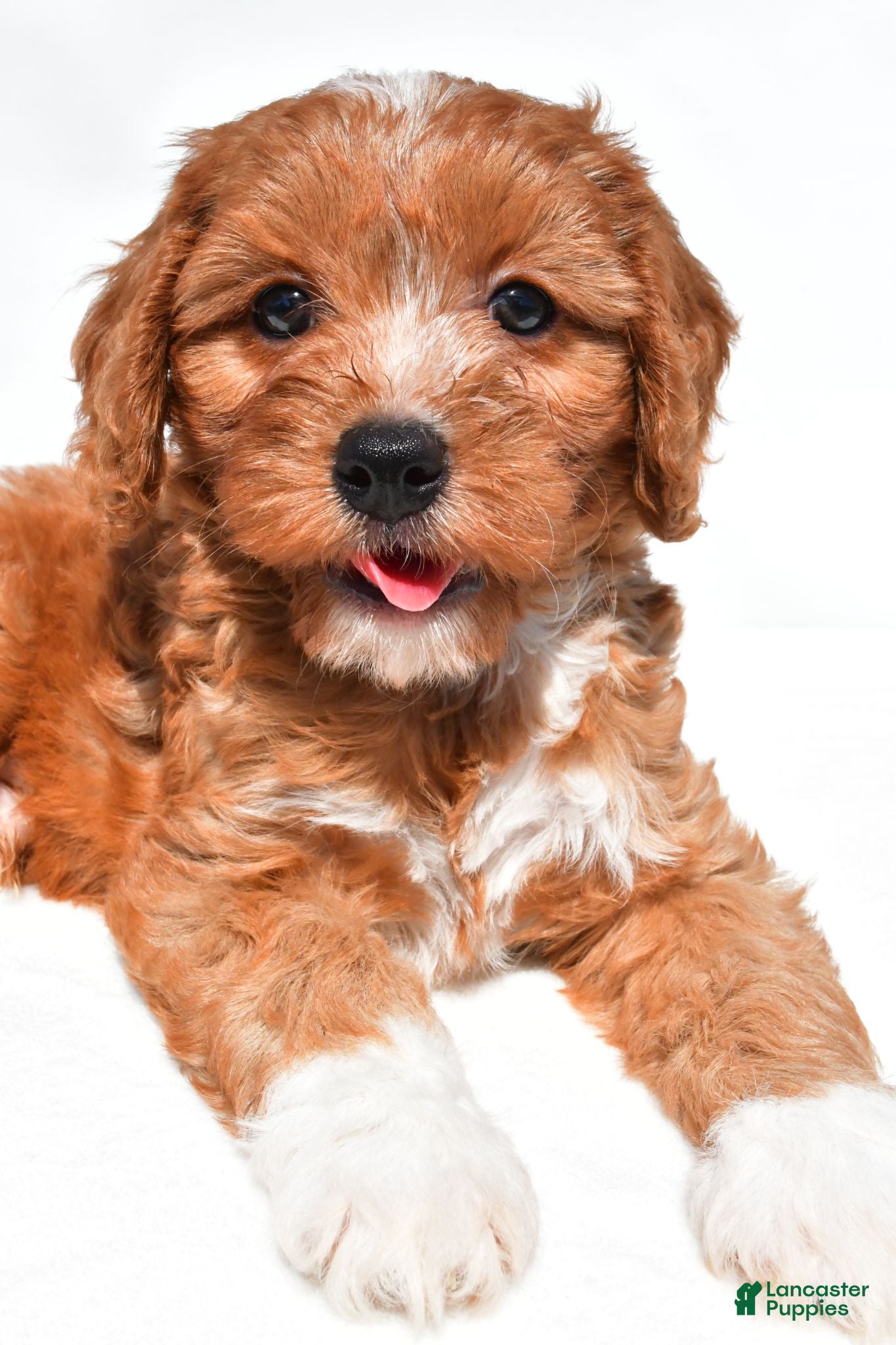 Cavapoo dogs Lyn - Ad 2