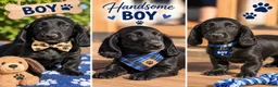 Dachshund dogs for sale: Benny - Ad 1