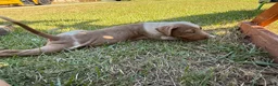 Catahoula Leopard Dog dogs for sale: Crossbow “Bow” aka Daisy  - Ad 2