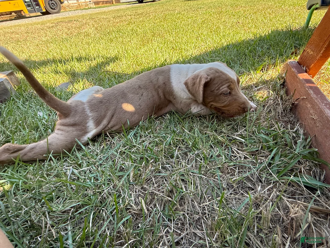 Catahoula Leopard Dog dogs for sale: Crossbow “Bow” aka Daisy  - Ad 2