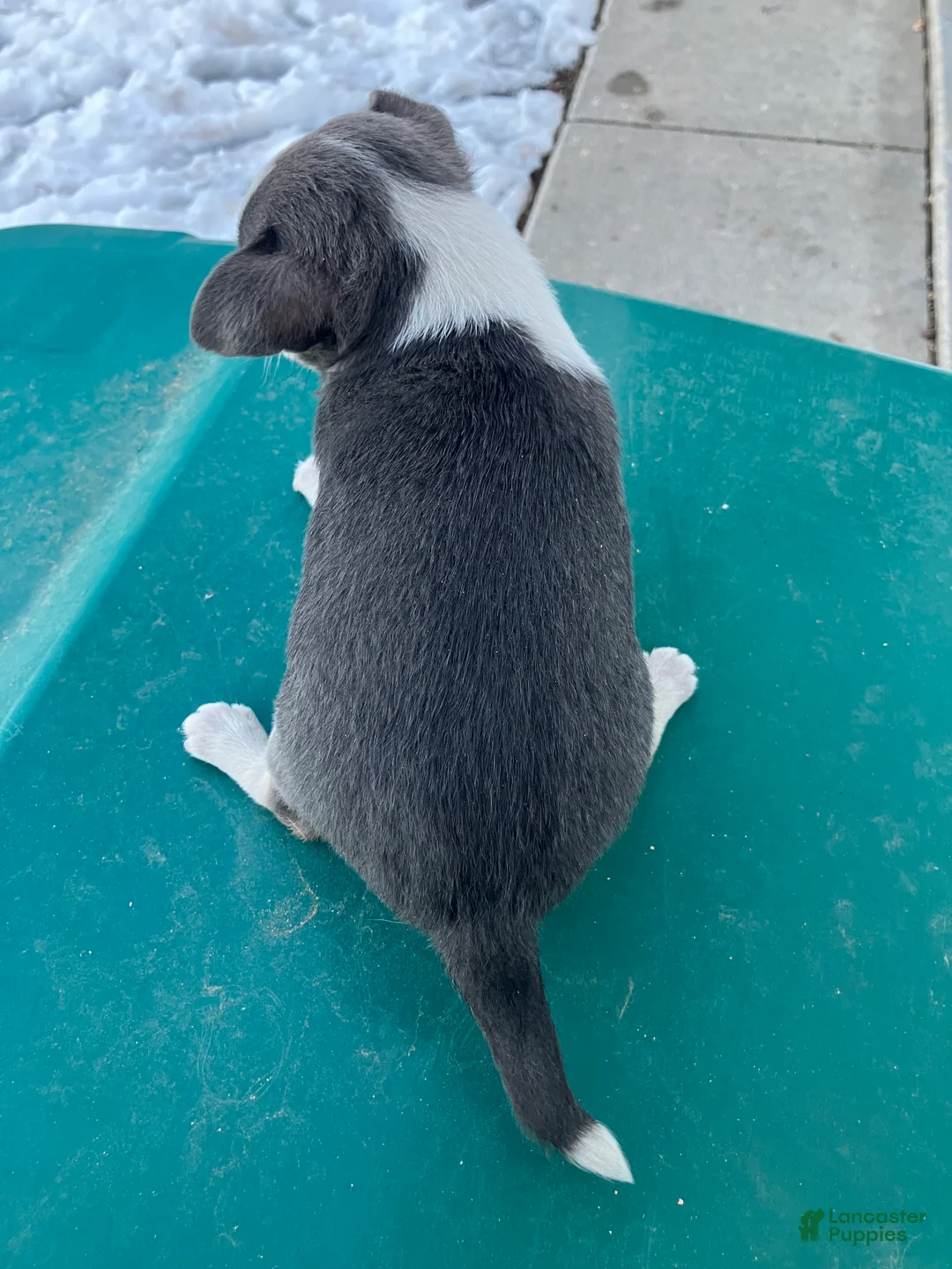 Chihuahua dogs for sale: Akc Tonner - Ad 3