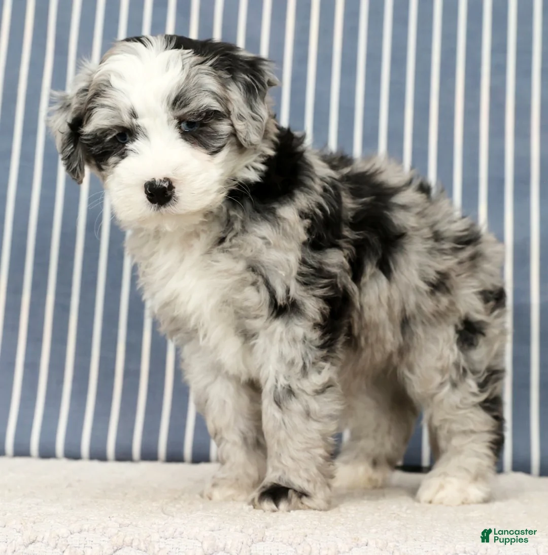 Mini Bernedoodle dogs for sale: Tansy - Ad 5