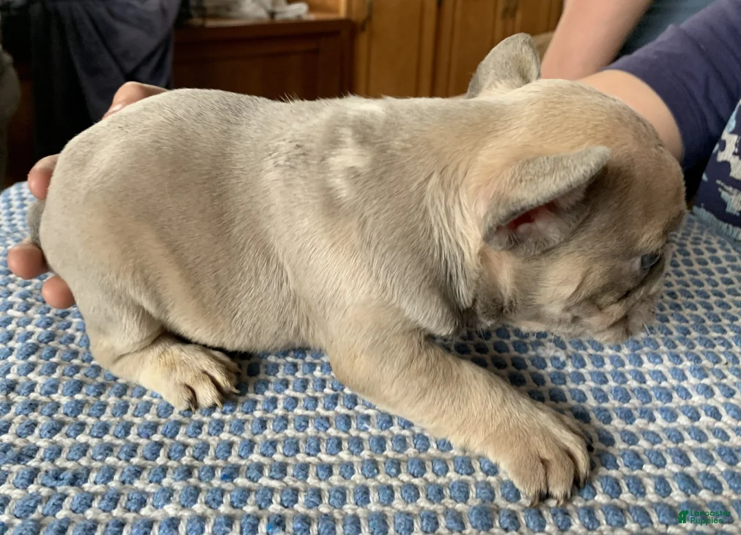 French Bulldog dogs for sale: Diesel - Ad 3
