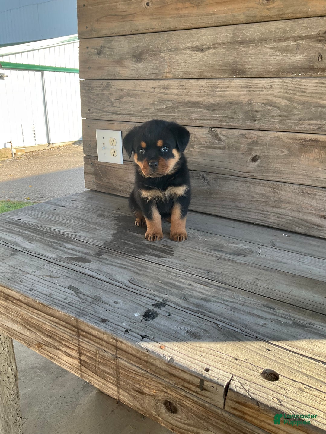 Rottweiler dogs for sale: Daisy  - Ad 3