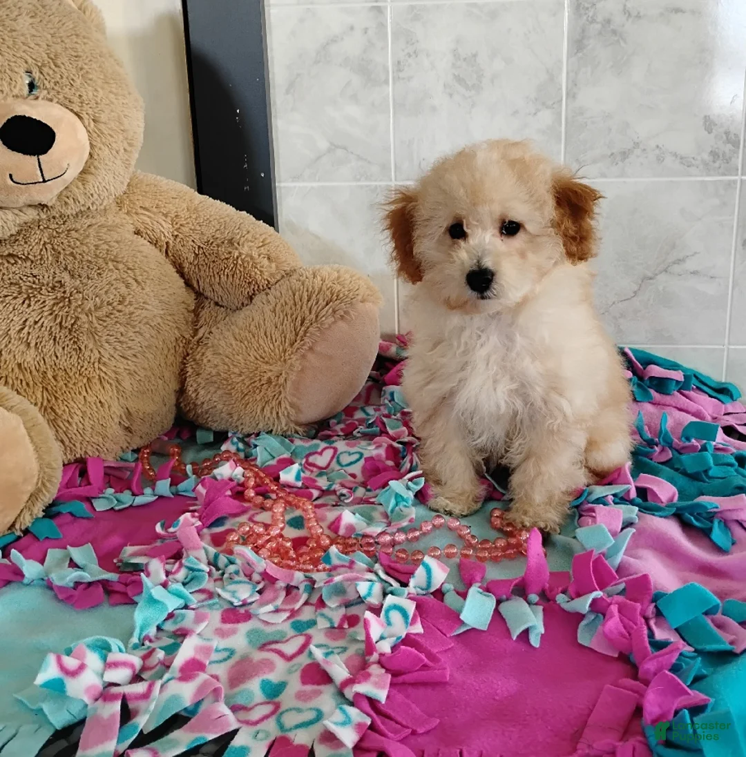 Mini Bernedoodle dogs for sale: Roselani - Ad 3