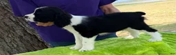 English Springer Spaniel dogs for sale: English Springer Spaniel Puppy Neo - Ad 3