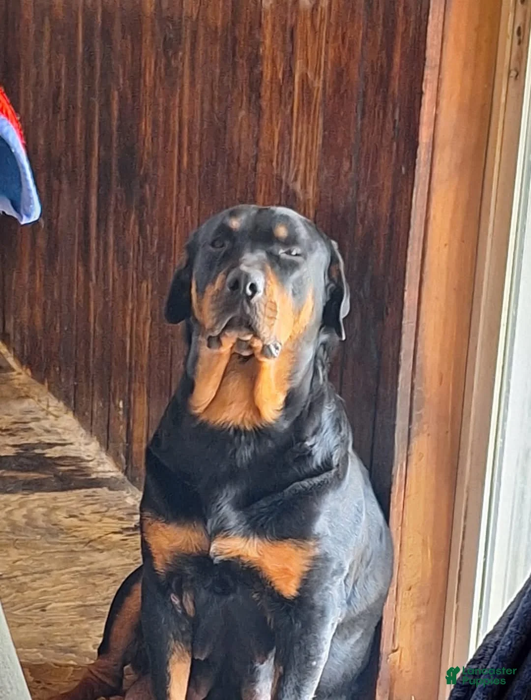 Rottweiler dogs for sale: Rottweiler Puppy 5 - Ad 9