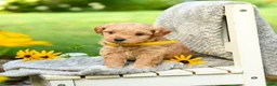 Cavapoo dogs for sale: Lemon - Ad 5