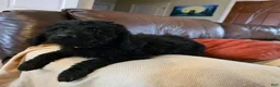 Mini Goldendoodle dogs for sale: Yellow - Ad 5