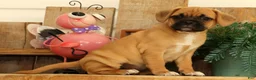 Puggle dogs for sale: Ivy - Ad 4