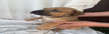 South African Boerboels Puppy 5