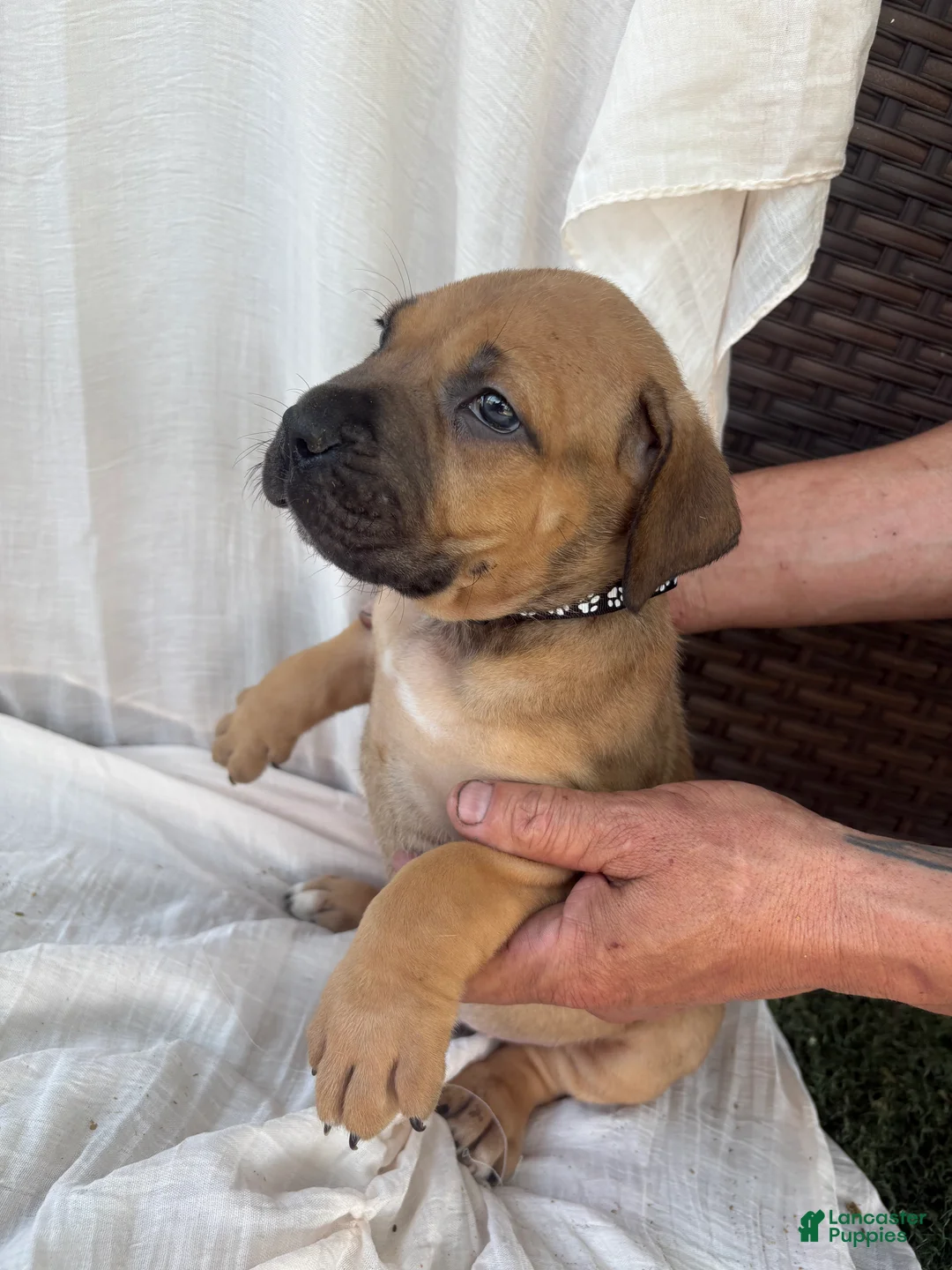 South African Boerboels dogs for sale: South African Boerboels Puppy 5 - Ad 1