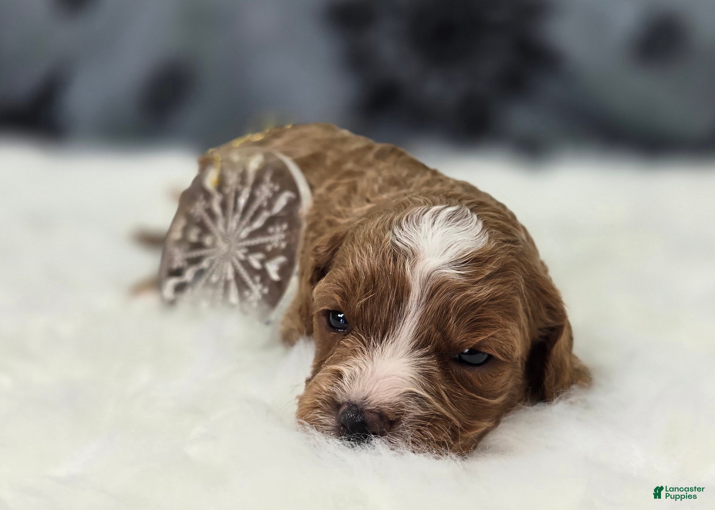 Cavapoo dogs Blizzard - Ad 8