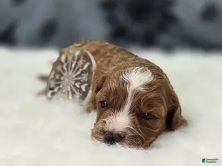 Cavapoo dogs Blizzard - Ad 8